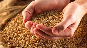 小麦产业链分析