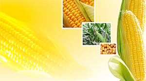 玉米产业链概况