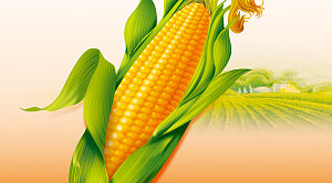 玉米期货具体应用案例分析