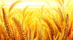 影响小麦价格因素分析
