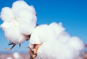 中国棉花产业市场经营链