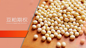 豆粕期权业务规则介绍