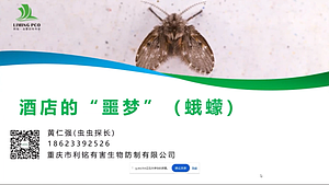 酒店的”噩梦”(蛾蠓)