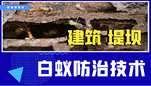 建筑、堤坝白蚁防治技术